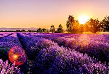 lavender field