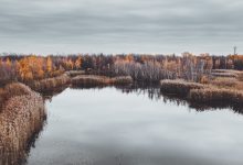 a lake surrounded by tall grass and trees