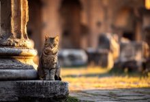 Les chats de Rome et les « gattare »